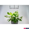 Kép 2/2 - Ledium Black Sparkle® növényvilágító LED DIY készlet, teljes spektrumú, IP65, 90°, 55W, 128 µmol